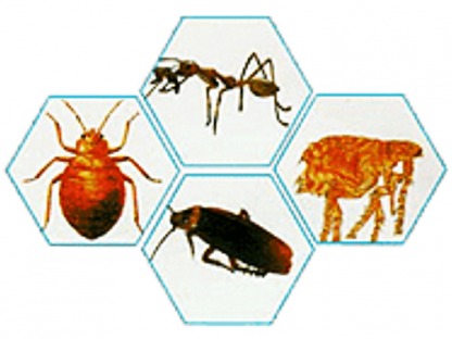 บริษัท รับ กำจัด มด แมลงสาบ เห็บ หมัด - บริษัทกำจัดปลวก กาญจนบุรี - ฮั้นส์ กำจัดปลวก